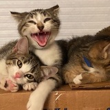 Entry image for Feist, Fergie and Fonzie