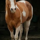 Entry image for Scout