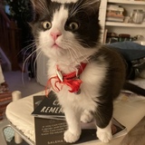 Entry image for Coco