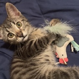 Entry image for Walnut