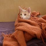 Entry image for Buster