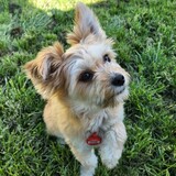 Entry image for Scoop