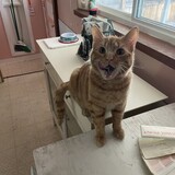 Entry image for Milo