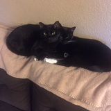 Entry image for Habibti & Ziya