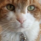 Entry image for Mr. Simba