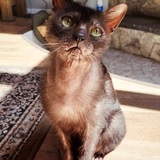 Entry image for Lemmy