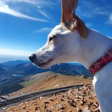 Entry image for Roxy