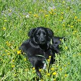 Entry image for Ursa