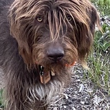 Entry image for Oakley 