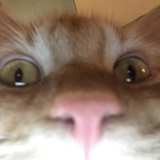 Entry image for Aslan 