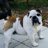 Entry image for Angel