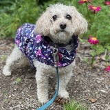 Entry image for Peach