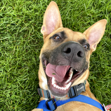 Entry image for Brodie