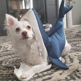 Entry image for Finn