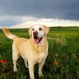 Entry image for Colt