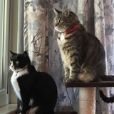 Entry image for Spence and Luna