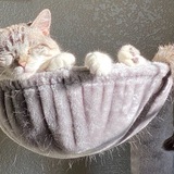 Entry image for marco