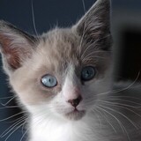 Entry image for hogan