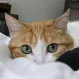 Entry image for Honey