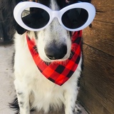 Entry image for Rizzo