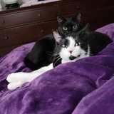 Entry image for Magic and Merlin