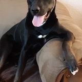 Entry image for Ariel