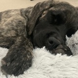 Entry image for Rooby Roo