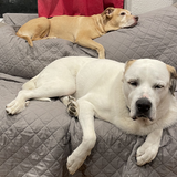 Entry image for Lu and Titan 