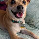 Entry image for StarFox