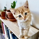 Entry image for Pebbles