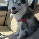 Entry image for Nali