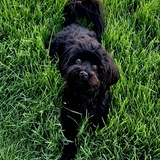 Entry image for Chloe