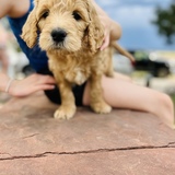 Entry image for Arrow