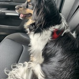 Entry image for Belle