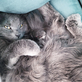 Entry image for Bodhi