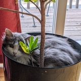 Entry image for LucyB