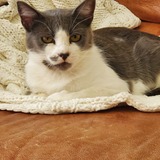 Entry image for Sydney