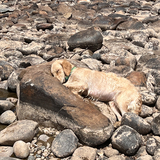 Entry image for Maisie