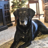 Entry image for Annabelle