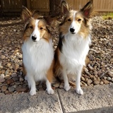 Entry image for Sadie and Toby