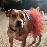 Entry image for Kadri