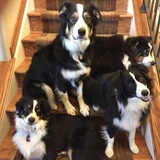 Entry image for Henry, Oakley, Archie, and Bowie