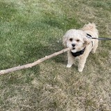 Entry image for Chunky