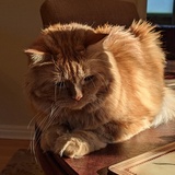 Entry image for Tiger