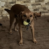 Entry image for Archie