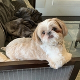 Entry image for Gizmo