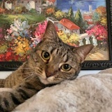 Entry image for Rosie