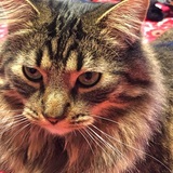 Entry image for Omar