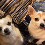 Entry image for Copper and Zorro