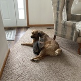 Entry image for Heidi&Pippin